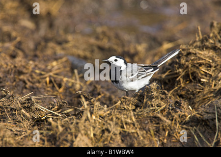 Bergeronnette grise Motacilla alba homme qui se nourrissent de l'ensilage dans domaine de Skye, en Écosse en mai. Banque D'Images