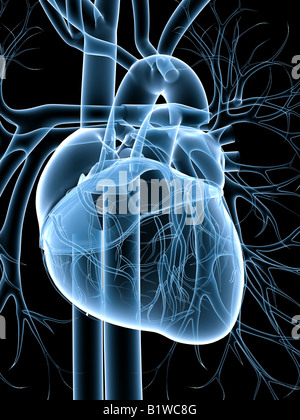 Système cardiovasculaire Banque D'Images