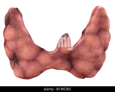 glande thyroïde Banque D'Images