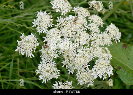 Heracleum sphondylium (Heracleum sphondylium) Banque D'Images