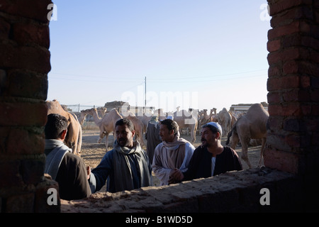 Le Caire, Egypte, Afrique du Nord. Traders au marché aux chameaux tenue à Birqash Banque D'Images