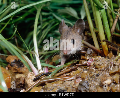 Mulot sylvestre Apodemus sylvaticus Souris Bois INTÉRIEUR INTÉRIEUR INTÉRIEUR Rattus isolement isolées de mammifères solitaires Mouride Murids CNA Banque D'Images