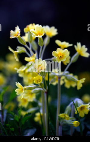 Coucou bleu fleur printemps sauvage dans l'espoir Bagot Shropshire Banque D'Images