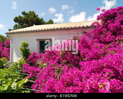 Fleurs de bougainvilliers et de la vigne à Paleokastritsa Monastery également connu sous le nom de Monastère Théotokos, île grecque de Corfou Banque D'Images