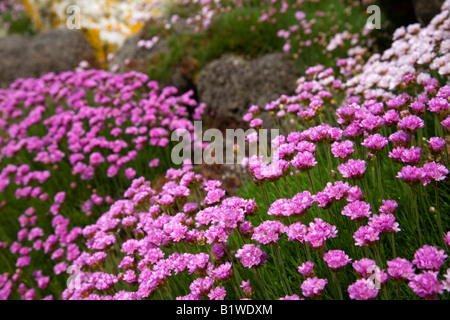 De plus en plus d'épargne sur St Martins Îles Scilly Banque D'Images