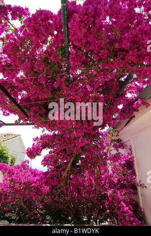 Fleurs de bougainvilliers à Paleokastritsa Monastery également connu sous le nom de Monastère Théotokos, île grecque de Corfou Banque D'Images