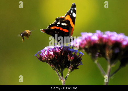 Abeille papillon insecte insectes Mouche fleur Banque D'Images