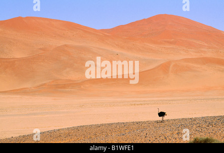 L'Afrique du Sud de la Namibie à travers l'autruche unique désert semi de sable avec des dunes au-delà Banque D'Images