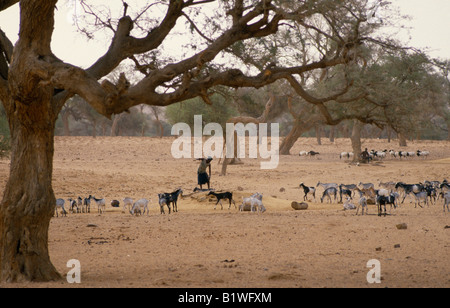 L'Afrique de l'Ouest MALI Bandiagara Dogon Ireli Village femme au puits collecte d'eau avec troupeau sur des pâturages Banque D'Images