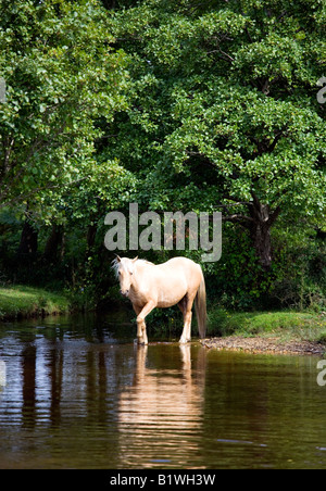 Angleterre Hampshire Le New Forest Village Ogden Ogden's Purlieu seul étalon poney New Forest au bord d'une rivière Banque D'Images