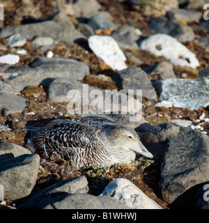 Une couette Eiderente Eider Eider à duvet Somateria mollissima femelle sur nid d'ansériformes Anatidés animaux oiseaux Aves Arktis Arctique Banque D'Images