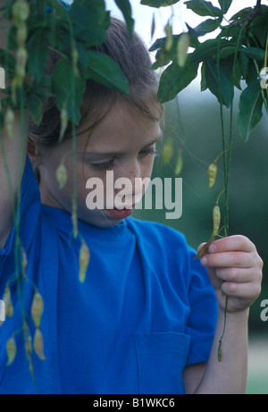 L'examen d'une petite fille sur l'arbre de la graine du laburnum Banque D'Images