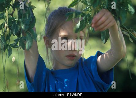 L'examen d'une petite fille sur l'arbre de la graine du laburnum Banque D'Images