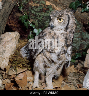 Grand duc de Virginie Virginie Uhu Grand-duc d'Amérique Bubo virginianus animaux Oiseaux Oiseaux Oiseaux de proie Eulen Grand duc d Europe Banque D'Images