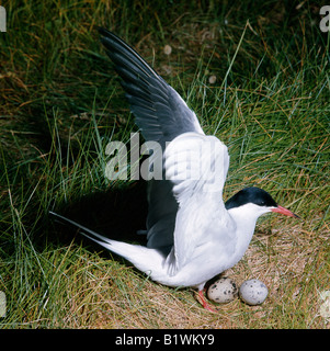 Étain arctique Spitzberg Sterne Arctique Sterna paradisaea sur son nid avec oeufs adultes animal animaux oiseaux oiseaux couvant Islande incub Banque D'Images