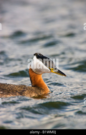 Grèbe jougris Podiceps grisegena Red Finger Lake Alaska Wasilla Banque D'Images