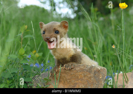 Jeune hêtre marden - pattes sur stone / Martes foina Banque D'Images