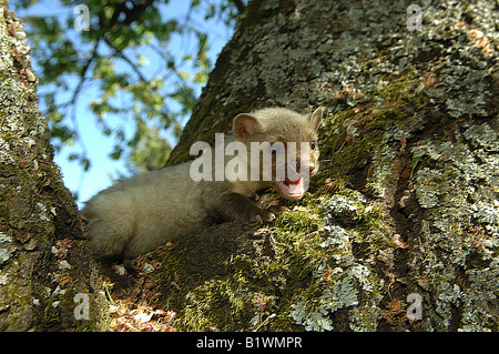 Les jeunes martres hêtre - couché sur arbre / Martes foina Banque D'Images