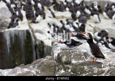 Le Macareux moine (Fratercula arctica) debout sur un rocher avec des guillemots dans l'arrière-plan Banque D'Images