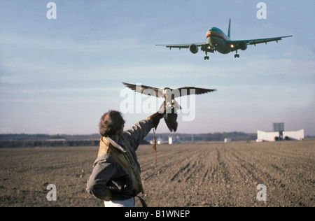 Falconer avec perigrine falcon à l'aéroport de Toulouse France protection de l'aviation avions antunes bleu oiseaux de proie falcoaria fal Banque D'Images