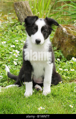 La moitié des jeunes chiens de race - sitting on meadow Banque D'Images