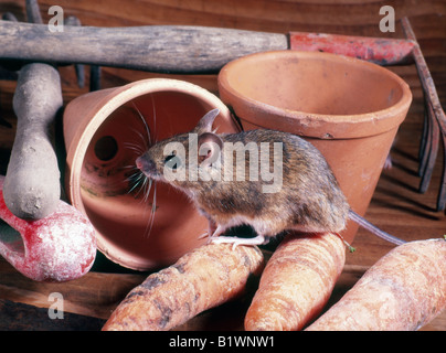 Mulot sylvestre Apodemus sylvaticus Souris Bois INTÉRIEUR INTÉRIEUR INTÉRIEUR Rattus isolement isolées de mammifères solitaires Mouride Murids CNA Banque D'Images