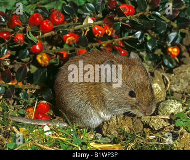 Campagnol roussâtre (Clethrionomys glareolus, Myodes glareolus). Des profils en face de fruits rouges Banque D'Images