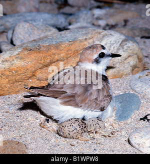 Grand Gravelot Charadrius hiaticula Common ringed plover mâles adultes adultes nicheurs espèces espèces tropicales Afro Afrotropicale Al Banque D'Images