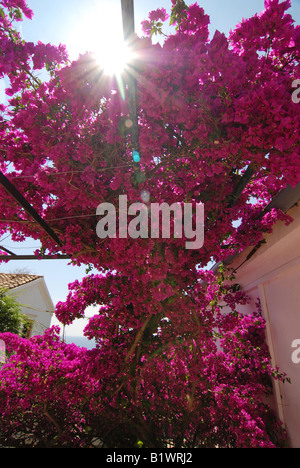 Fleurs de bougainvilliers à Paleokastritsa Monastery également connu sous le nom de Monastère Théotokos, île grecque de Corfou Banque D'Images