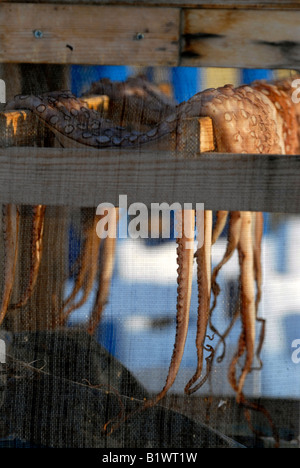 Le séchage de la pieuvre dans une cabine à l'abri dans une taverne à Karlovassi sur l'île de Samos en Grèce Banque D'Images