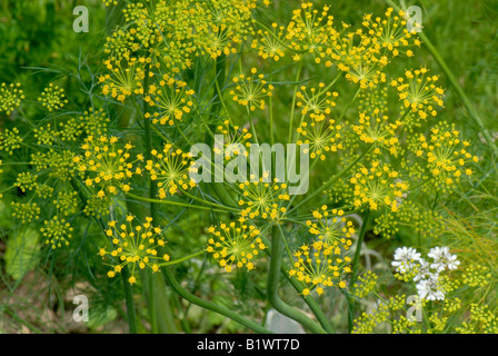 Fleurs d'une plante d'aneth une herbe utilisée en cuisine, notamment des plats de poisson Banque D'Images