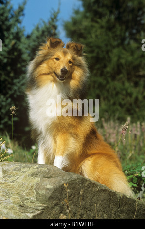 Sheltie - debout sur rock Banque D'Images