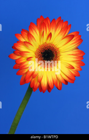 Jaune et Rouge gerbera flower isolated contre un fond bleu-azur Banque D'Images