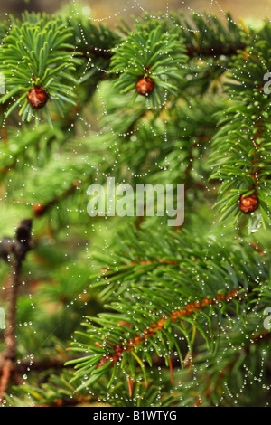 Araignee rosée recroquevillés avec des branches de pins verts dans l'arrière-plan Banque D'Images