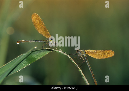 Deux demoiselles Calopteryx splendens bagués / Banque D'Images