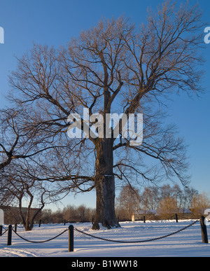 Un vieux chêne par un beau jour d'hiver Banque D'Images