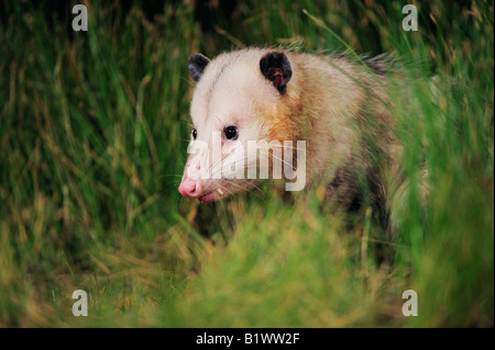 L'opossum Didelphis virginiana Refugio adultes Coastel Bend Texas USA Avril 2008 Banque D'Images