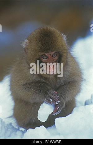 Macaque japonais - dans la neige / Macaca fuscata Banque D'Images