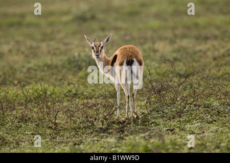 À la gazelle de Thomson, dans le Ndutu Ngorongoro Conservation Area de Tanzanie Banque D'Images