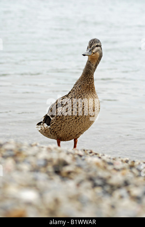 Canard colvert femelle en été Banque D'Images