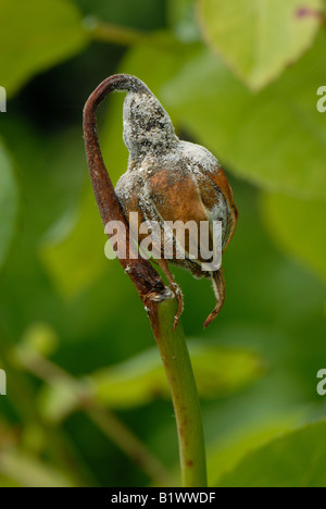 La moisissure grise Botrytis cinerea l'infection des boutons floraux rose avant l'ouverture et la croissance mycellium Banque D'Images