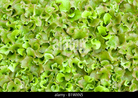 Close up de feuilles de salade mix Banque D'Images