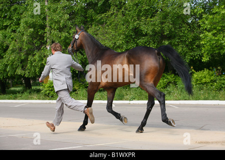 Man in suit l'exécution avec le dressage de chevaux Warmblood Banque D'Images