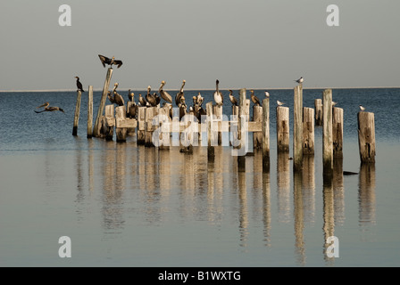 Des pélicans et cormorans mouettes perchées sur des pilotis, ancien quai Saint George Island, Floride Banque D'Images