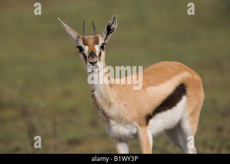 À la gazelle de Thomson, dans le Ndutu Ngorongoro Conservation Area de Tanzanie Banque D'Images