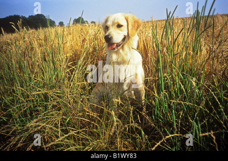 Golden retriever - assis dans un champ Banque D'Images