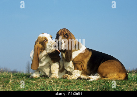 Deux Basset Hounds - sitting on meadow Banque D'Images