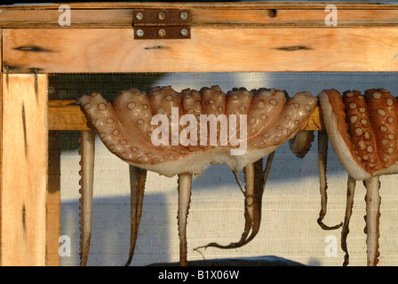 Le séchage de la pieuvre dans une cabine à l'abri dans une taverne à Karlovassi sur l'île de Samos en Grèce Banque D'Images