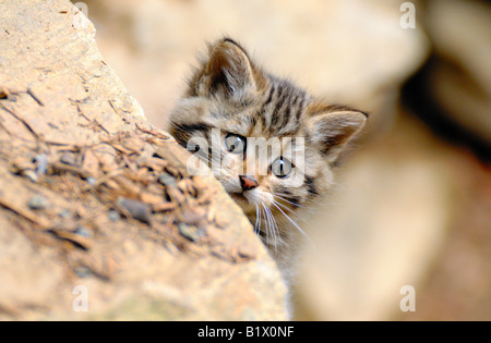 Chat sauvage européen (Felis silvestris). Chaton derrière un rocher. Allemagne Banque D'Images