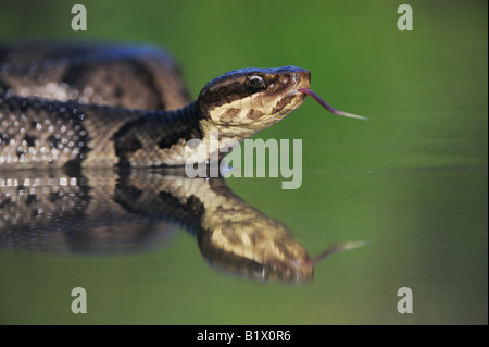 Western Cottonmouth Agkistrodon leucostoma piscivores dans le lac adultes Refugio Coastel Bend Texas USA Avril 2008 Banque D'Images